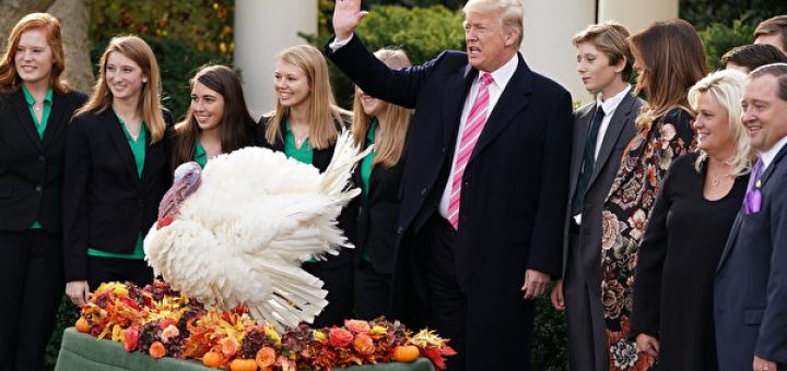 周二（11月21日），美國總統川普在白宮首次赦免火雞，總統赦免火雞是白宮數十年來的一項傳統。(Chip Somodevilla/Getty Images)