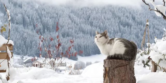 论在美帝猫冬的正确姿势
