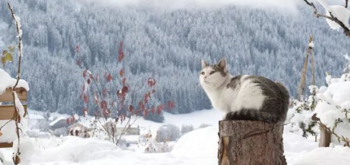 論在美帝貓冬的正確姿勢
