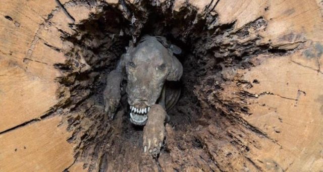伐木工人砍樹 驚見狗狗木乃伊 被困50年 原因很心酸