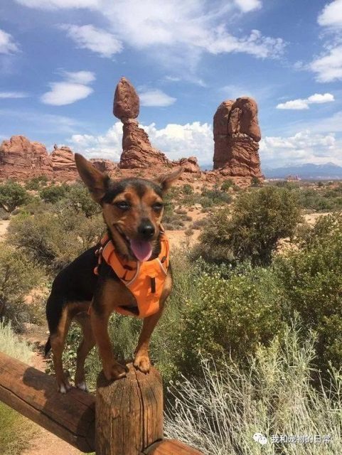 這隻狗狗跟著主人旅行探險，探險美國20多州，真是狗生贏家！