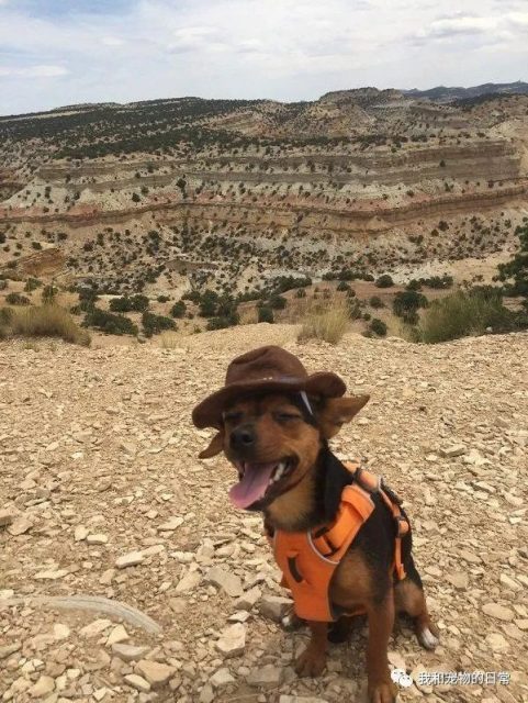 这只狗狗跟着主人旅行探险，探险美国20多州，真是狗生赢家！