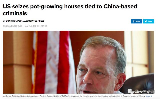 联邦大扫荡！中国黑帮在美买数百房屋，制造史上最大种植大麻案！