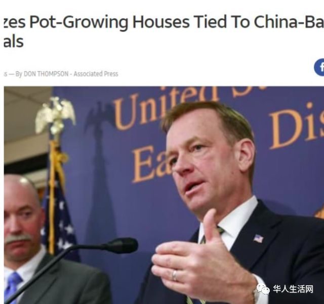聯邦大掃蕩！中國黑幫在美買數百房屋，製造史上最大種植大麻案！