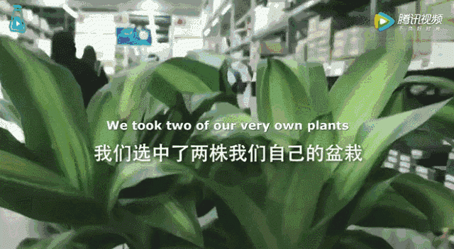 那盆被霸凌30天的植物，终于被“骂”死了——揭示语言能量的惊人秘密