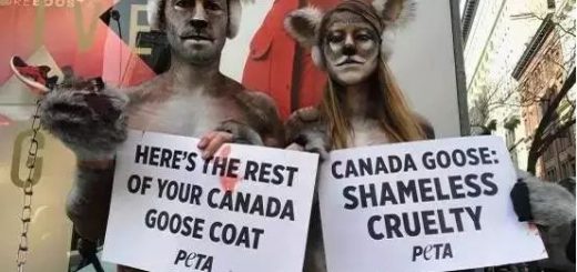 華人穿加拿大鵝慘遭羞辱！是不是現在穿有點low了？