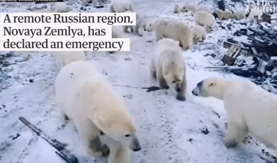 大批北極熊入侵 居民被這景象嚇壞 進入緊急狀態
