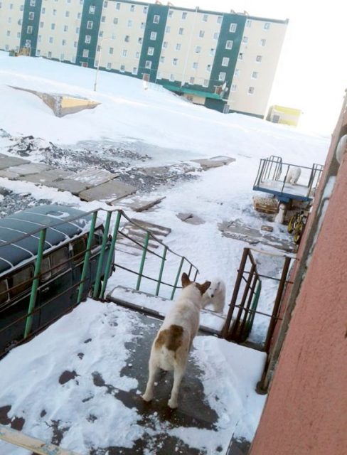 大批北极熊入侵 居民被这景象吓坏 进入紧急状态