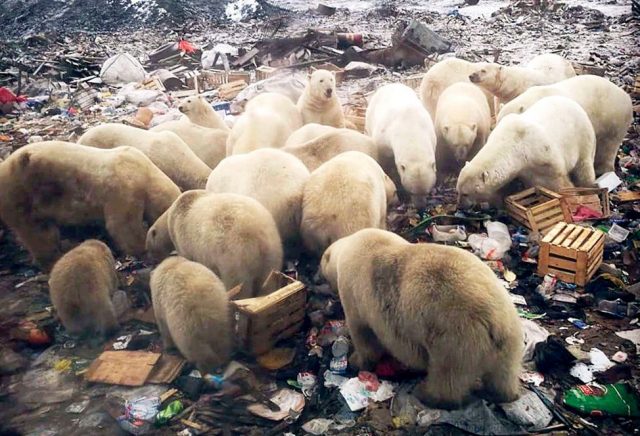 大批北極熊入侵 居民被這景象嚇壞 進入緊急狀態