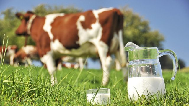 喝牛奶感染罕見細菌 CDC對全美19個州展開調查