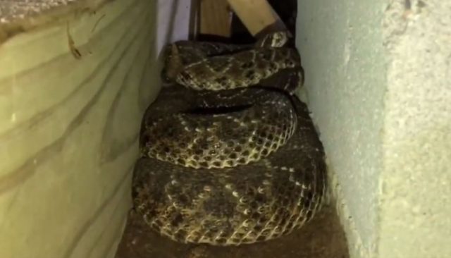 [視頻]恐怖：德克薩斯州一住宅被45條蛇佔據