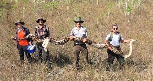 佛州国家保护区捕获”移民“巨蟒，长逾17英尺，重百余磅