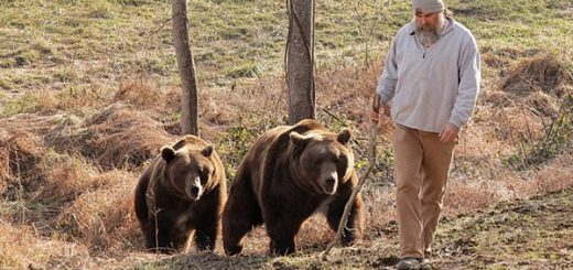 美國一養熊人講述養熊經歷 稱它們不是寵物