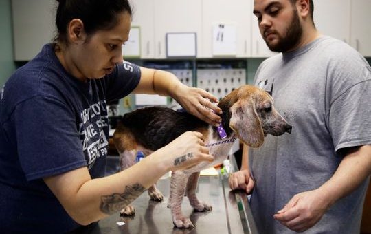 愛荷華州爆發犬類布魯氏菌病 人可能會被傳染