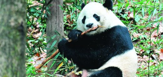 旅美大熊猫“贝贝”到家：爱吃家乡竹 不懂四川话