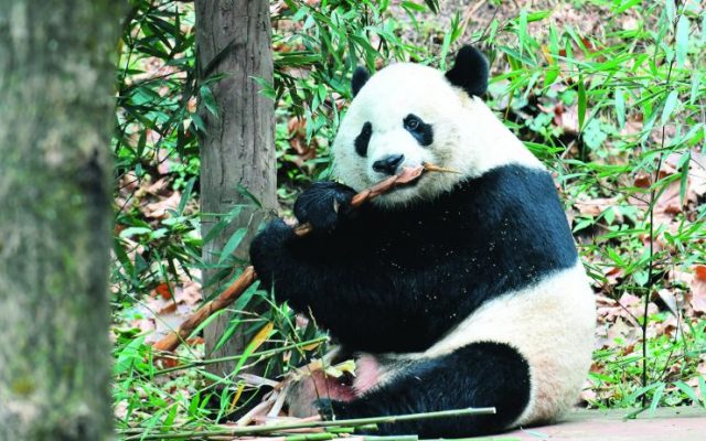 旅美大熊猫“贝贝”到家：爱吃家乡竹 不懂四川话