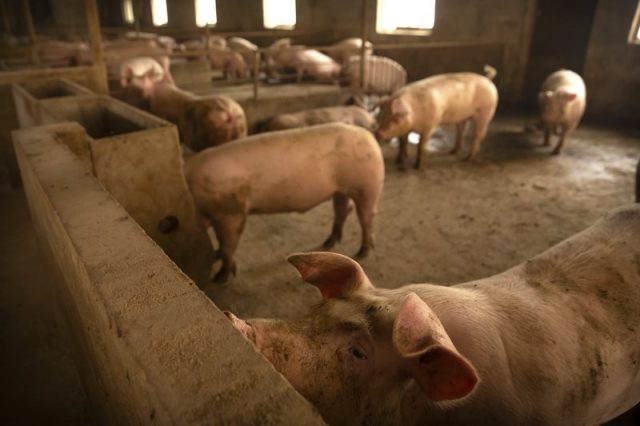 瘟疫致世界猪肉供应紧张 美国肉价罕见走高