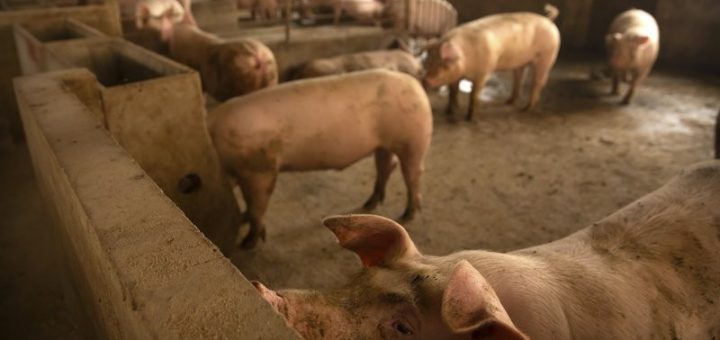 瘟疫致世界豬肉供應緊張 美國肉價罕見走高