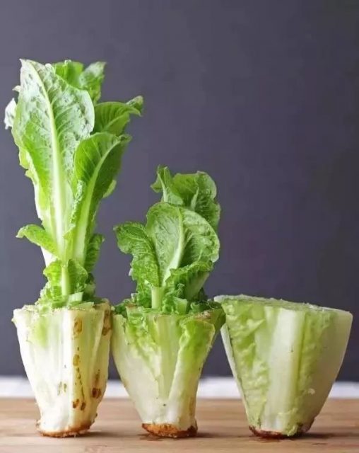 這3類蔬菜買一次夠吃一年！在家就能種，新鮮健康又省錢！