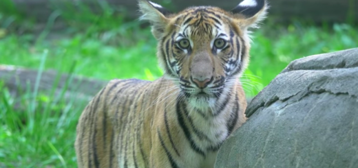 世界首例！纽约布朗士动物园一只老虎新冠检测呈阳性_图1-3