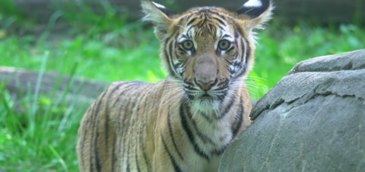 世界首例！紐約布朗士動物園一隻老虎新冠檢測呈陽性_圖1-3