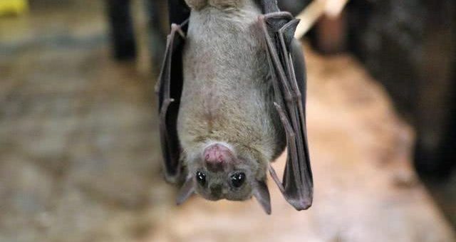 风波再起？印度报告：当地蝙蝠身上发现另一种冠状病毒