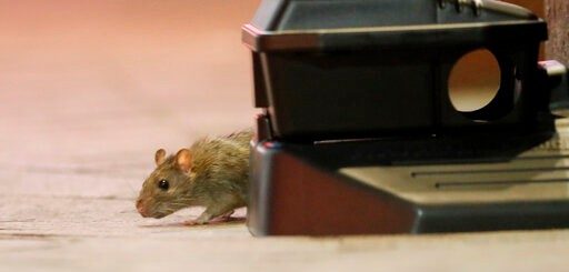 警惕!CDC:疫情致觅食难 鼠类正变得异常和攻击性