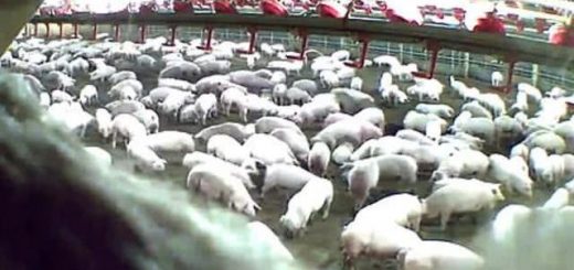 人為慘劇！數千頭豬被用蒸汽活活烤死，美國豬場因疫情癱瘓