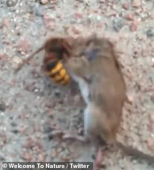 入侵美国的“杀人蜂”有多可怕？不到一分钟干死体型大数倍的老鼠