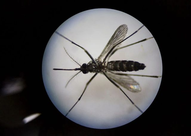 数百万只转基因蚊子将在佛罗里达州释放！专家担忧或导致灾难性后果