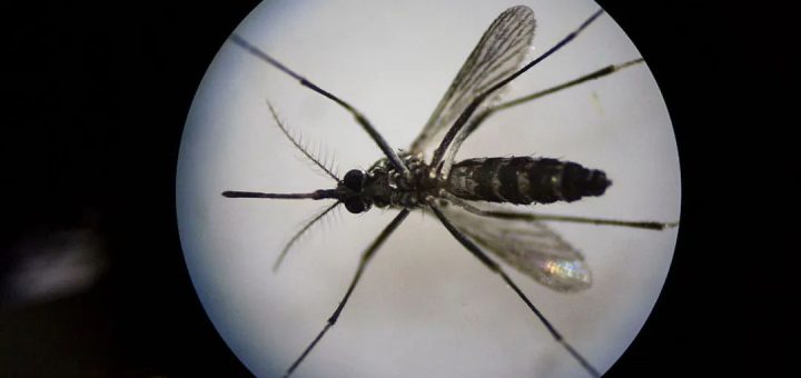 數百萬隻轉基因蚊子將在佛羅里達州釋放！專家擔憂或導致災難性後果