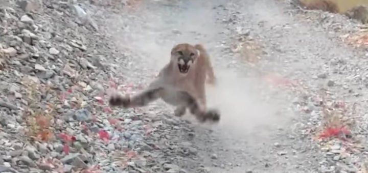 驚險! 男子慢跑時突遇美洲獅 被狂追6分鐘 靠這招贏了獅子逃過一劫!