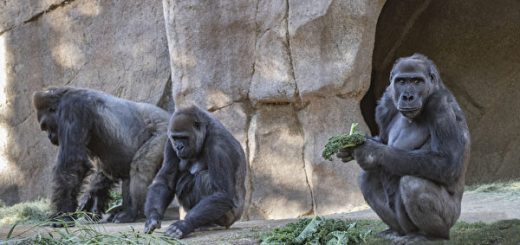 美國數只大猩猩感染新冠 或系該物種全球首批新冠病例