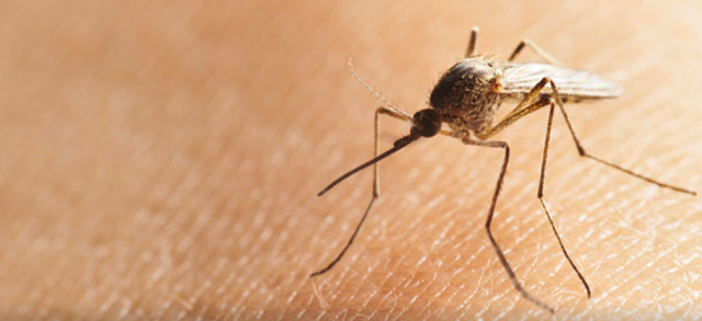 紧急通知！新泽西州惊现蚊子传播的罕见病例！