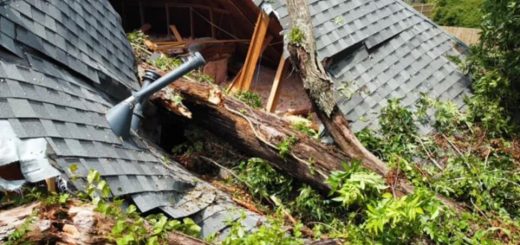 驚險! 大樹倒塌劈開屋頂 砸向睡夢中的嬰兒! 媽媽狂奔救子 場面嚇人!