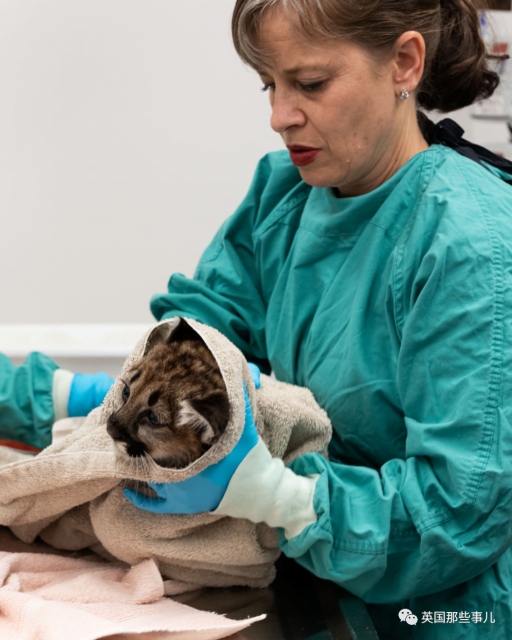 美国动物园给动物开打新冠疫苗，老虎狮子都安排上了！