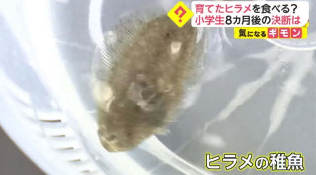 命令小學生親口吃掉自己養了8個月的寵物魚，日本學校惹巨大爭議