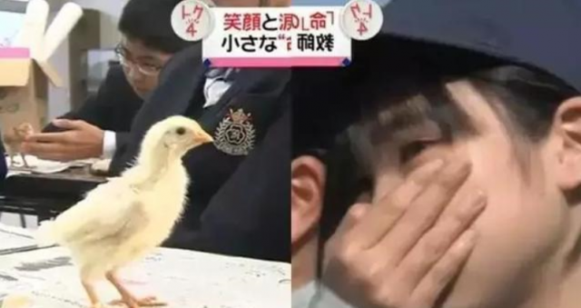 命令小学生亲口吃掉自己养了8个月的宠物鱼，日本学校惹巨大争议