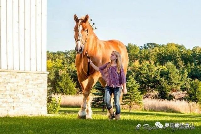 “世界最高马”去世，身高2米体重1吨，名副其实的温柔巨人！