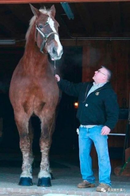 「世界最高馬」去世，身高2米體重1噸，名副其實的溫柔巨人！