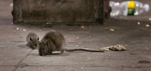 紐約市污水發現4種新冠新病毒，恐由老鼠傳人