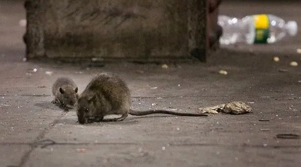 纽约市污水发现4种新冠新病毒，恐由老鼠传人
