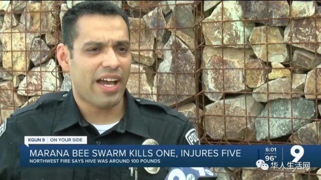蜜蜂被驚擾！瘋狂攻擊，亞利桑那1人死亡6人被蜇數百次