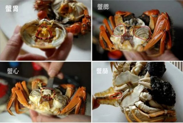 蒸螃蟹：切记冷水和热水蒸区别很大，用错这一步，蟹黄外流肉不鲜