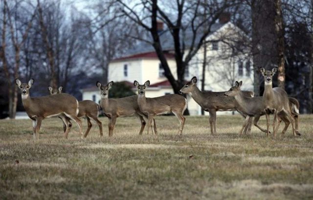美国一个州有8成的野鹿都感染过新冠？