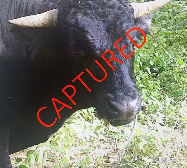 一头牛从屠宰场逃出，警察花8个月追捕，结果整个小镇都爱上它了！