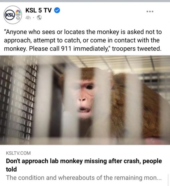 美國4隻實驗猴子逃跑，女司機接觸猴子後出現類似新冠癥狀？