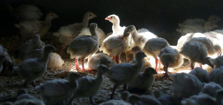 雞蛋、雞肉要漲價了！多州現禽流感病例，最大肉類加工廠也中招