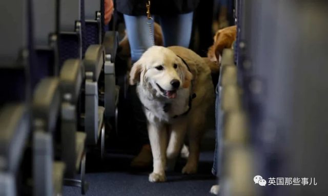 為了讓狗免費坐飛機，美國人紛紛給狗辦假證，甚至假裝殘疾人…這??!