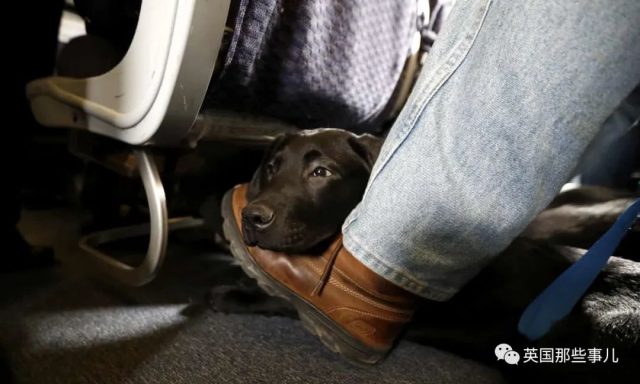 为了让狗免费坐飞机，美国人纷纷给狗办假证，甚至假装残疾人…这??!